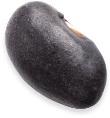 Ripe Hass avocado with a dark, bumpy skin isolated on white background.