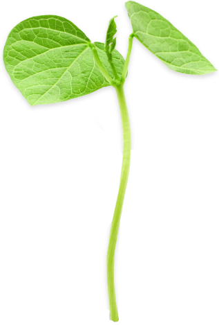 Young bean plant sprouting with green leaves on black background.