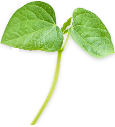 Young green plant with two leaves on a transparent background.
