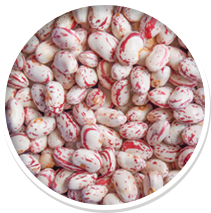Close-up of speckled cranberry beans in a bowl.
